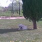 Haciendo una de las cosas que mas le gustan..tumbarse a la sombrita de algún árbol en el parque